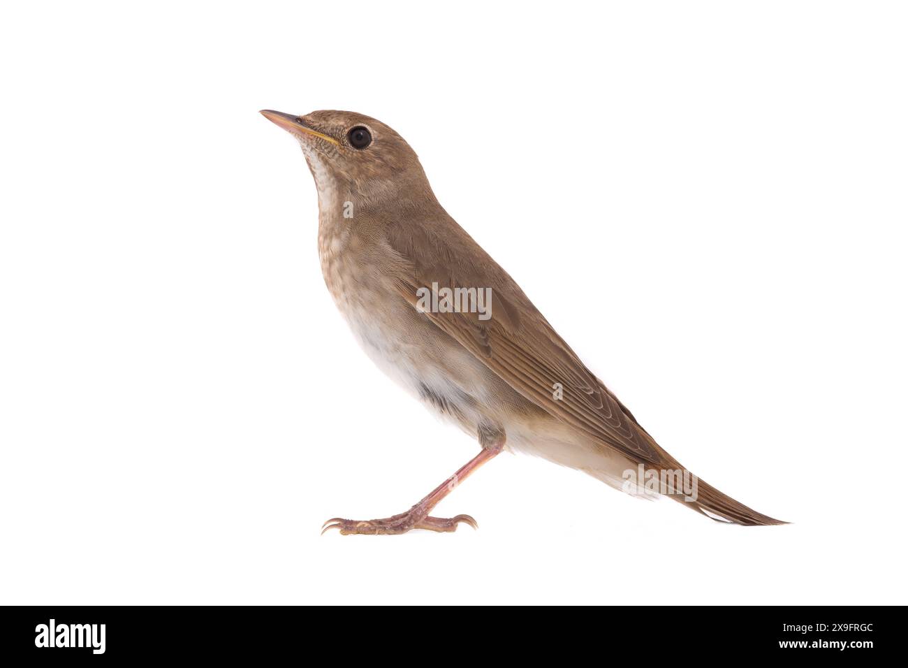 nachtigall (Luscinia luscinia) isoliert auf weißem Hintergrund in Studio-Aufnahme Stockfoto