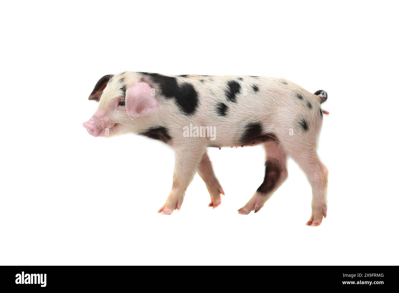 Schwein weiß-schwarz auf weißem Hintergrund. Im Studio aufgenommen Stockfoto