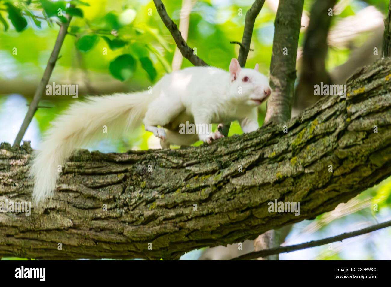 Ein Albino-amerikanisches graues Eichhörnchen arbeitet sich an einem Zweig entlang, was auf Schwierigkeiten beim Sehen hindeutet. Stockfoto