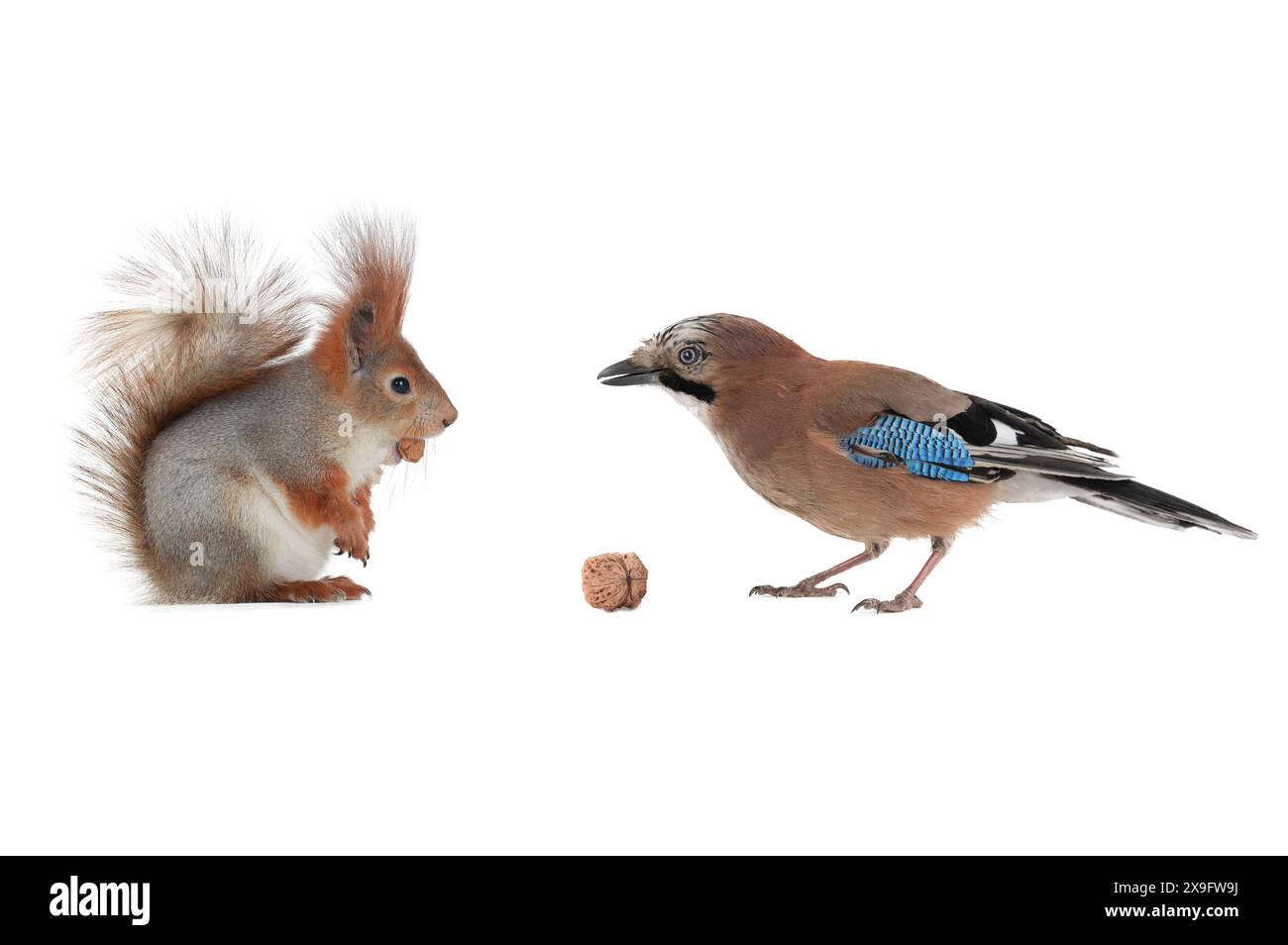 jay und Eichhörnchen sind ewige Freunde und Konkurrenten und Feinde isoliert auf weißem Hintergrund Stockfoto jay und Eichhörnchen sind ewige Freunde und Konkurrenten und Feinde isoliert auf weißem Hintergrund Stockfoto
