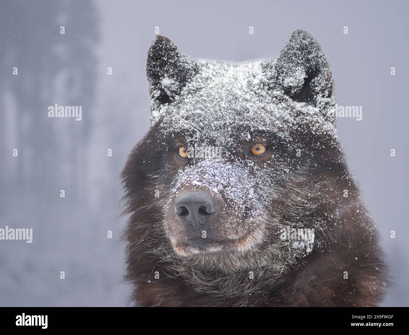 Porträt eines schwarzen kanadischen Wolfs Stockfoto
