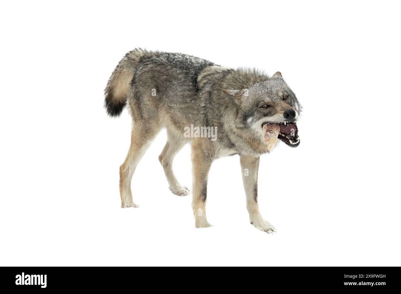 Grauer Wolf, der im Winter Beute isst, isoliert auf weißem Hintergrund Stockfoto