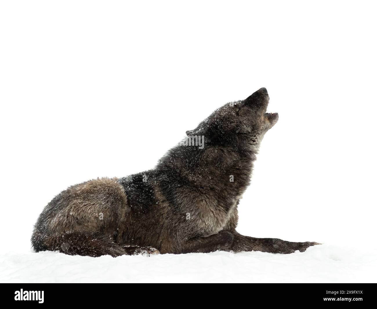 Heulender kanadischer Wolf während des Schneefalls isoliert auf weißem Hintergrund Stockfoto