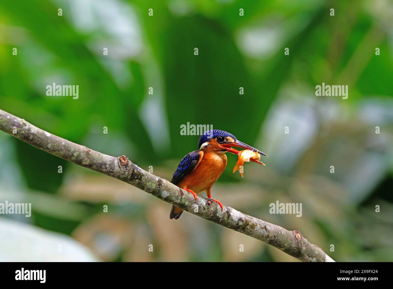 Blauohriger eisvogel (Alcedo Meninting), der auf einem kleinen Zweig thront Stockfoto