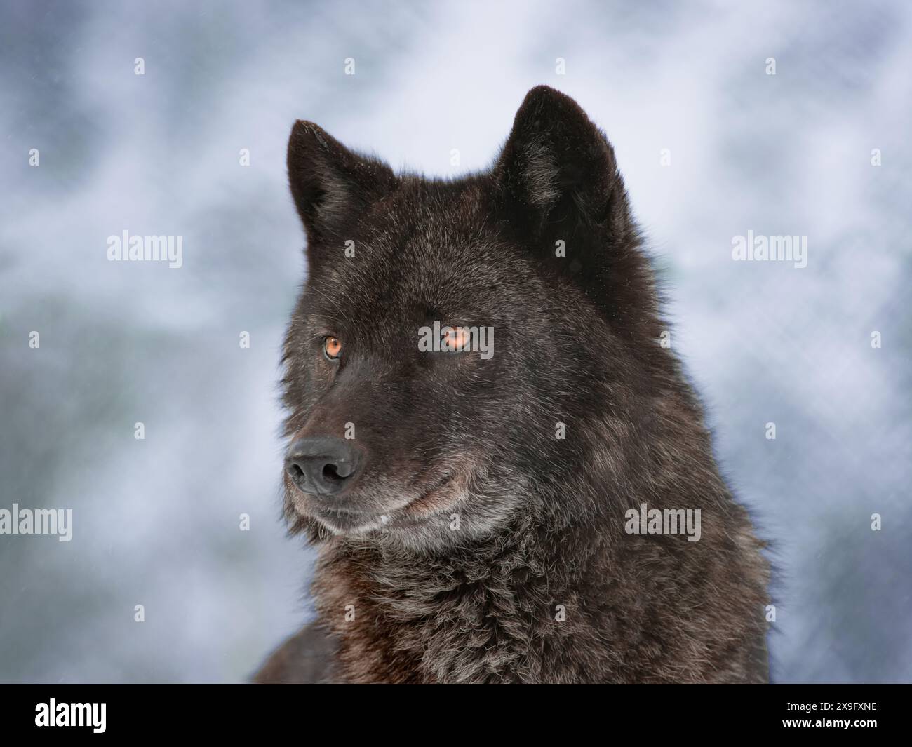 Porträt des kanadischen Schwarzen Wolfs im Winter Stockfoto