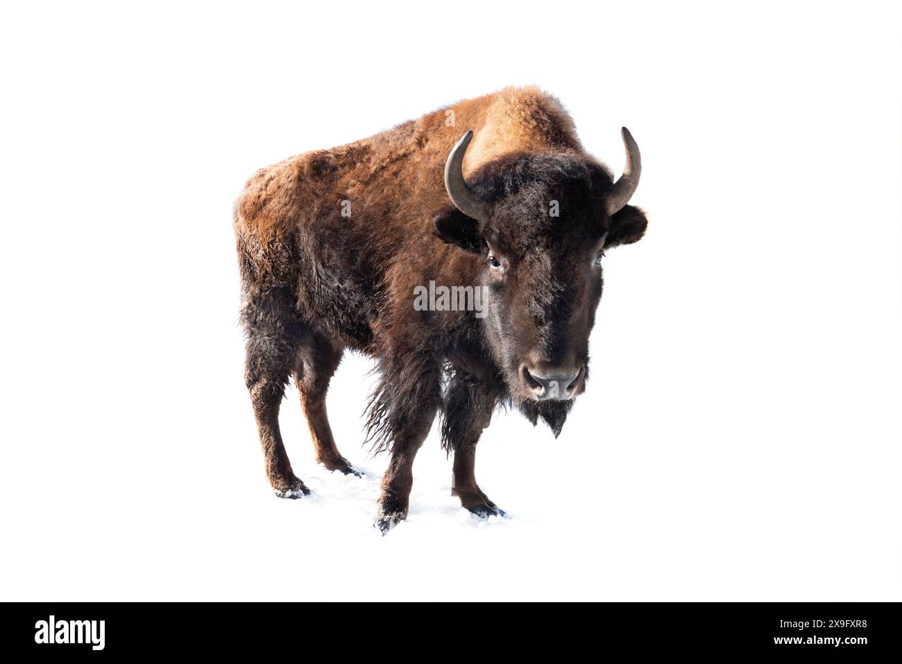 Weibliches Bison isoliert auf weißem Hintergrund Stockfoto