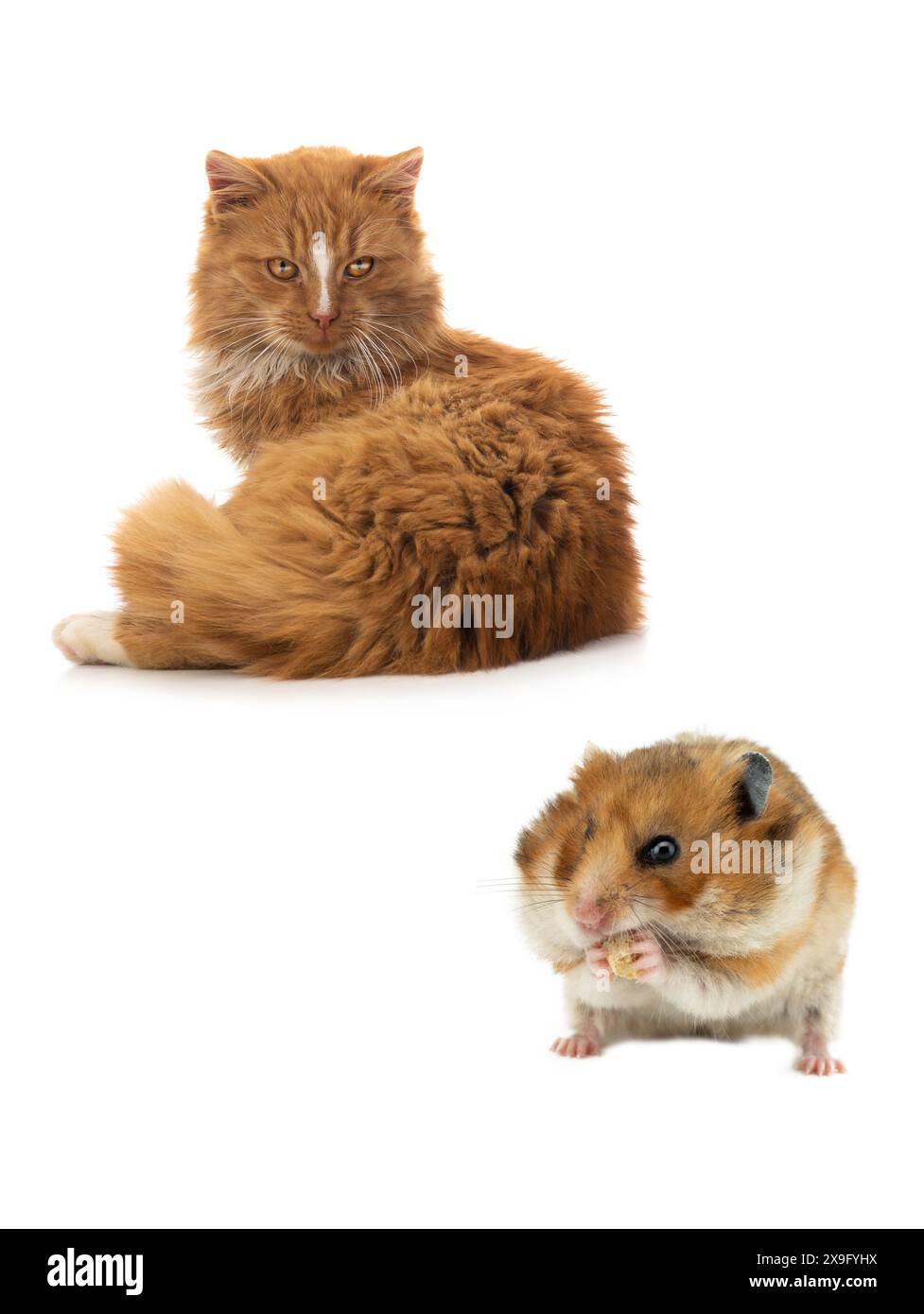 Orangenkatze und syrischer Hamster isoliert auf weißem Hintergrund Stockfoto