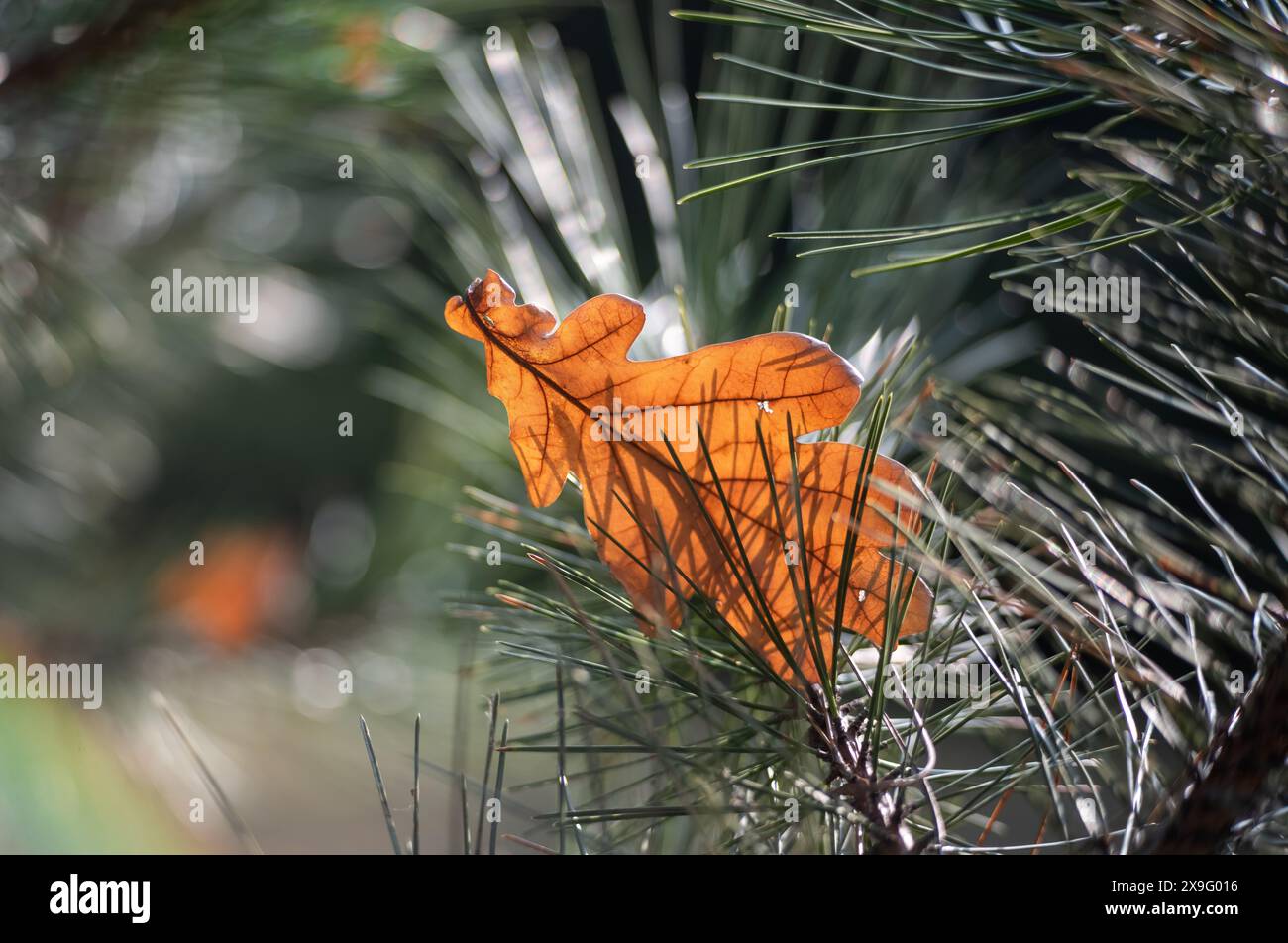 Schönes Herbstgelände Eichenblatt liegt auf Kiefernnadeln Stockfoto