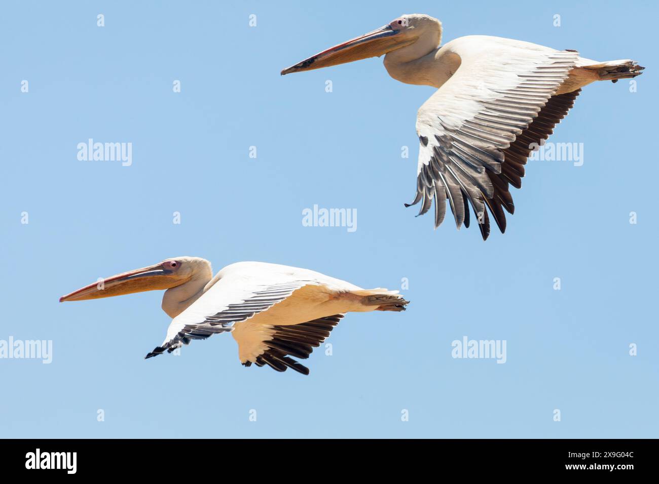 Große weiße Pelikane oder östliche weiße Pelikane (Pelecanus onocrotalus) im Flug, fliegen, Velddrif, Westküste, Westkap, Südafrika Stockfoto