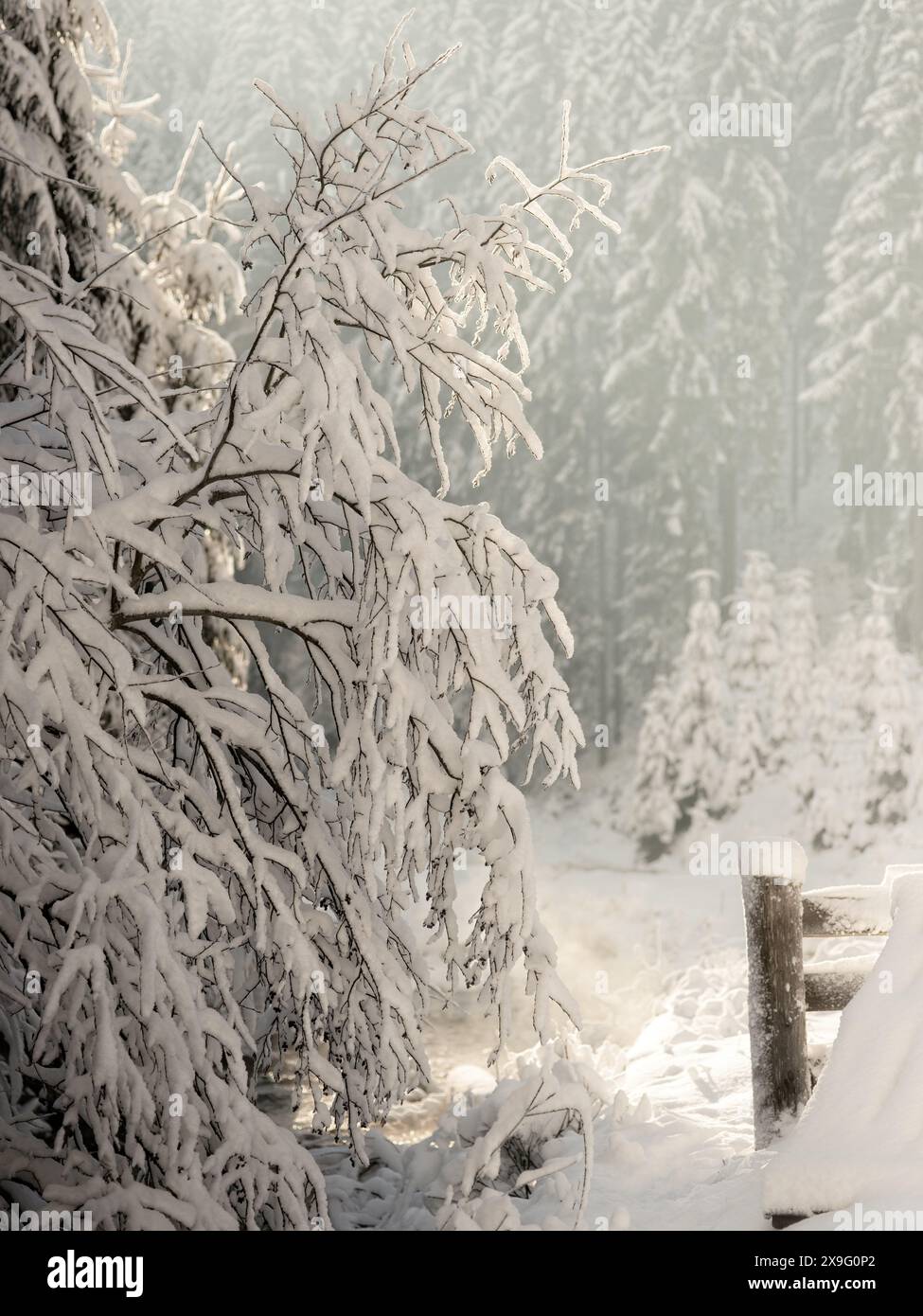 Im Winter fiel nasser Schnee auf einen Baum im Wald Stockfoto