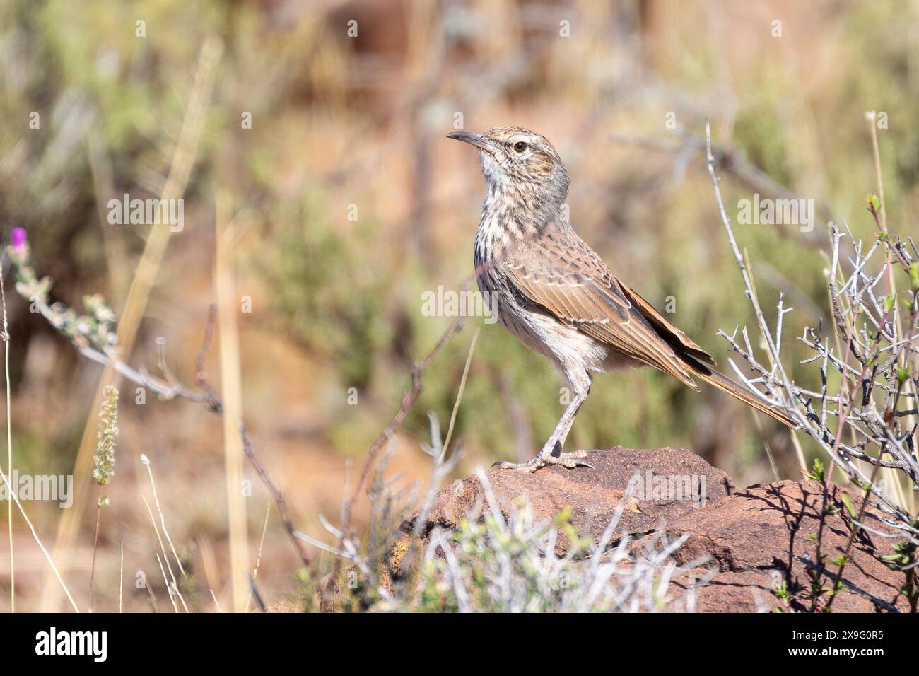 Karoo Lark (Certhilauda subcoronata gilli), Karoo Nationalpark, in der Nähe von Beaufort West, Westkap, Südafrika Stockfoto