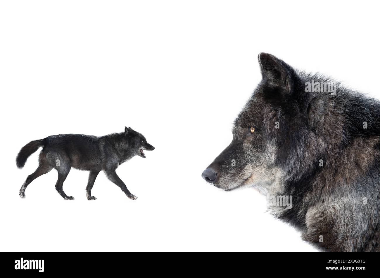 kanadische Wölfe isolierten weißen Hintergrund Stockfoto
