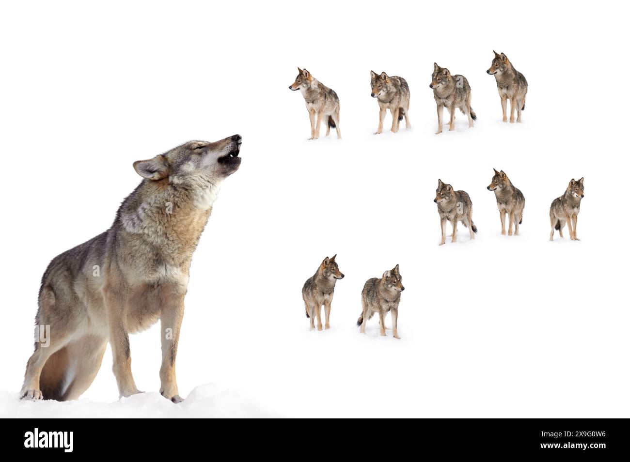 Heulender grauer Wolf auf dem Hintergrund eines Wolfsrudels Stockfoto