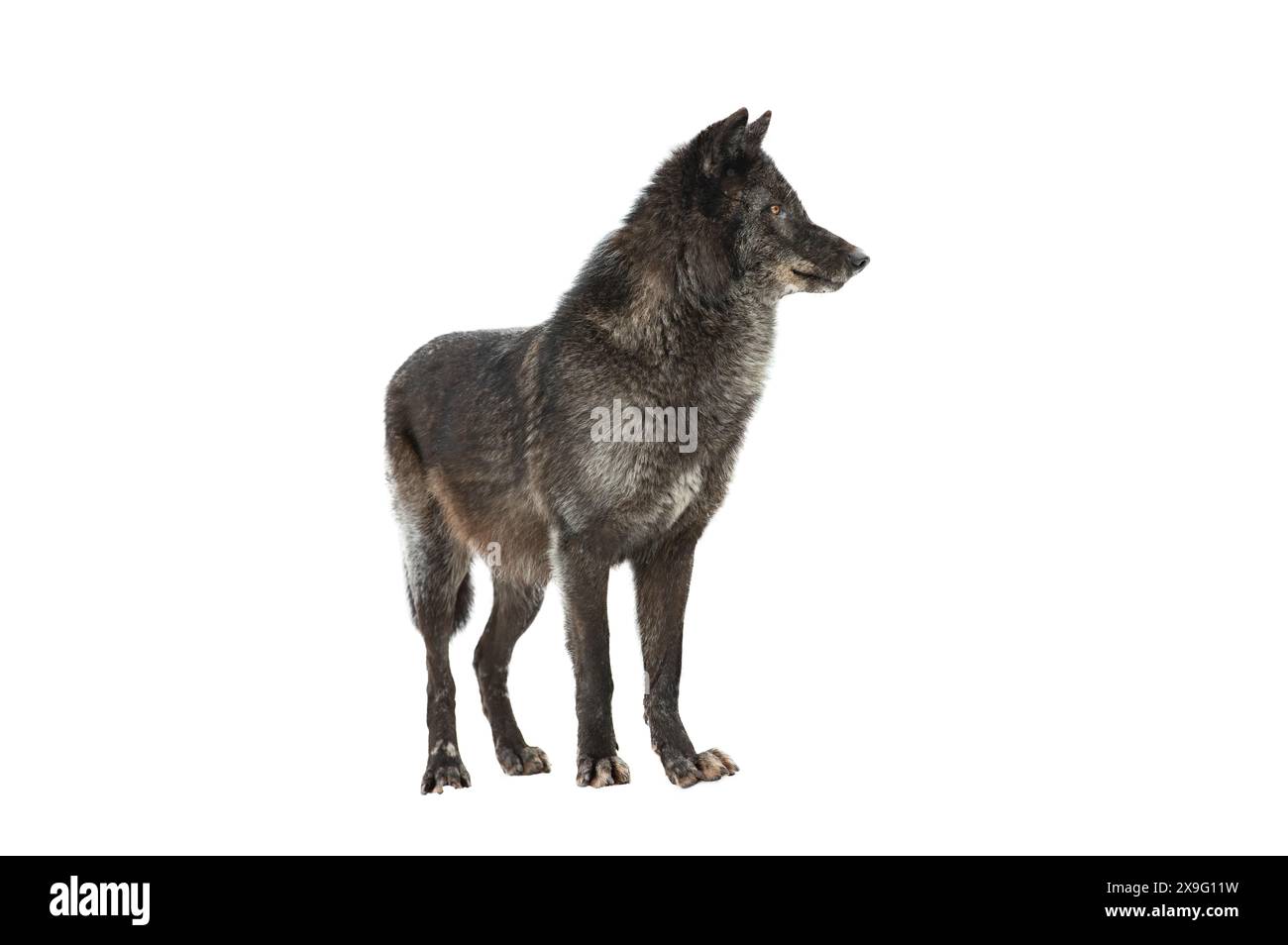 Schwarzer kanadischer Wolf isoliert auf weißem Hintergrund Stockfoto