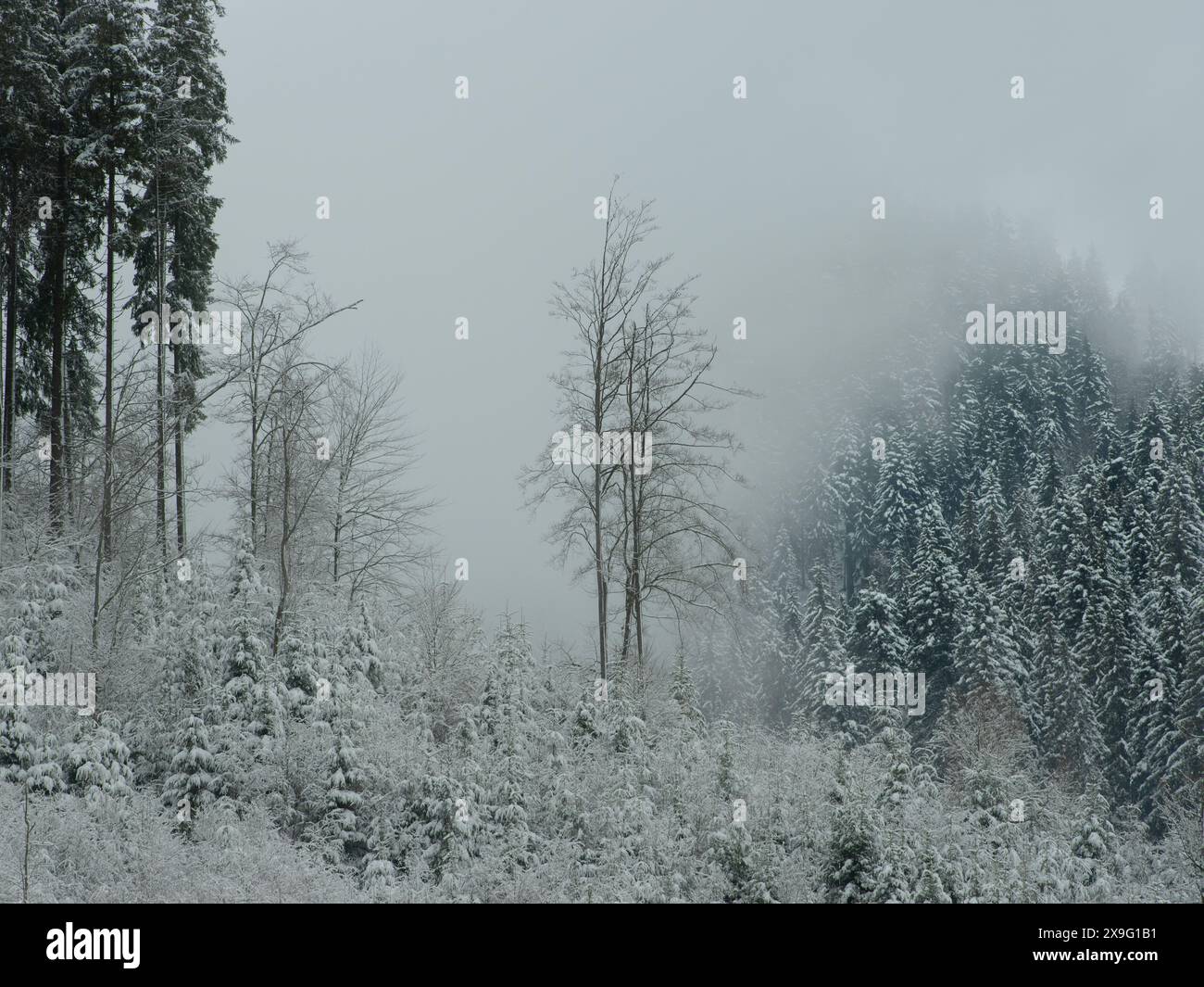Laubbäume stehen hoch in den Bergen vor dem Hintergrund des fallenden Nebels Stockfoto