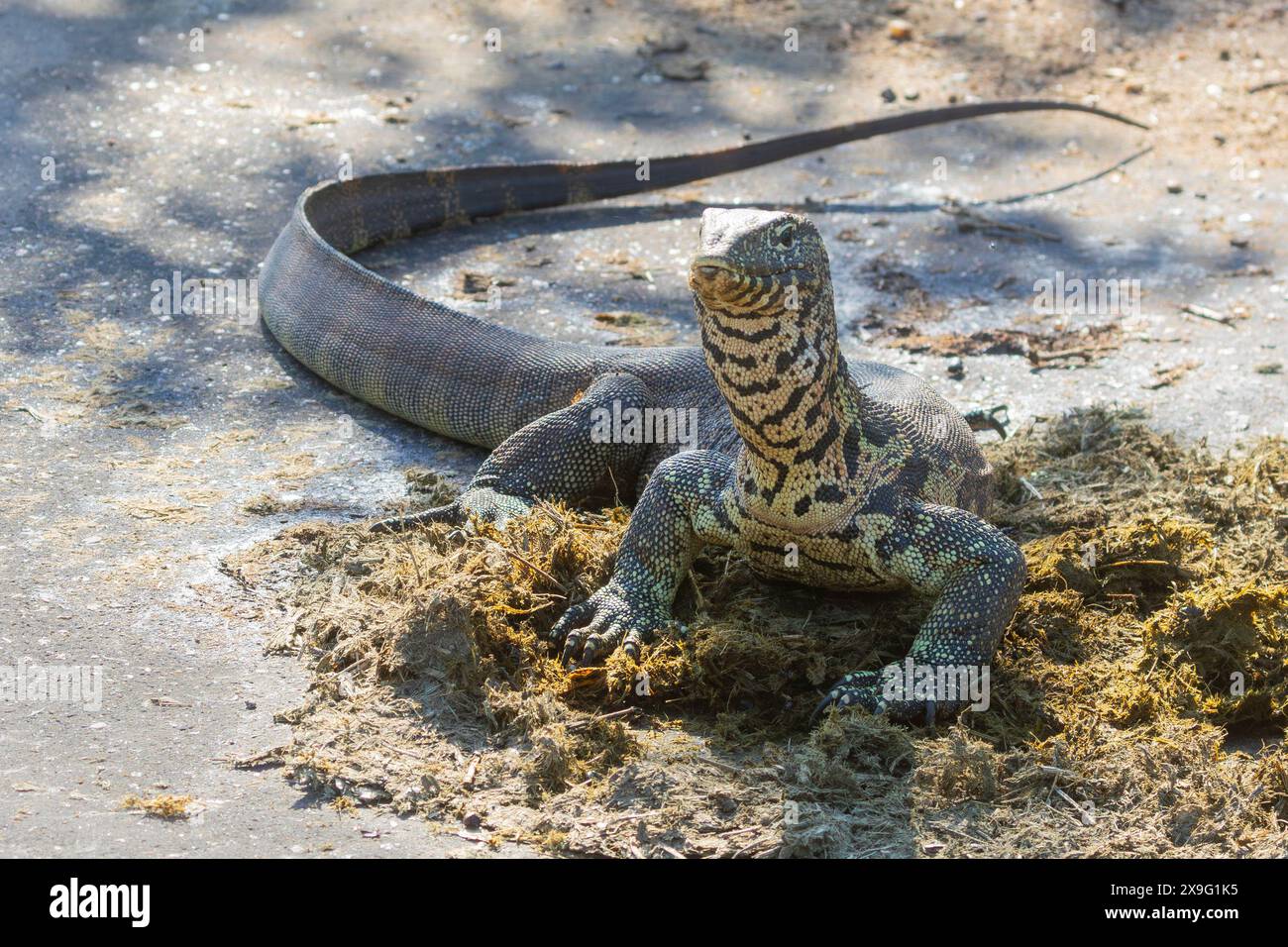 Nilmonitor (Varanus niloticus) auch bekannt als afrikanische Kleinkornechse, Water Leguaan, River Leguaan, Water Monitor Fütterung von Elefantendung, Limpopo, Süden Stockfoto