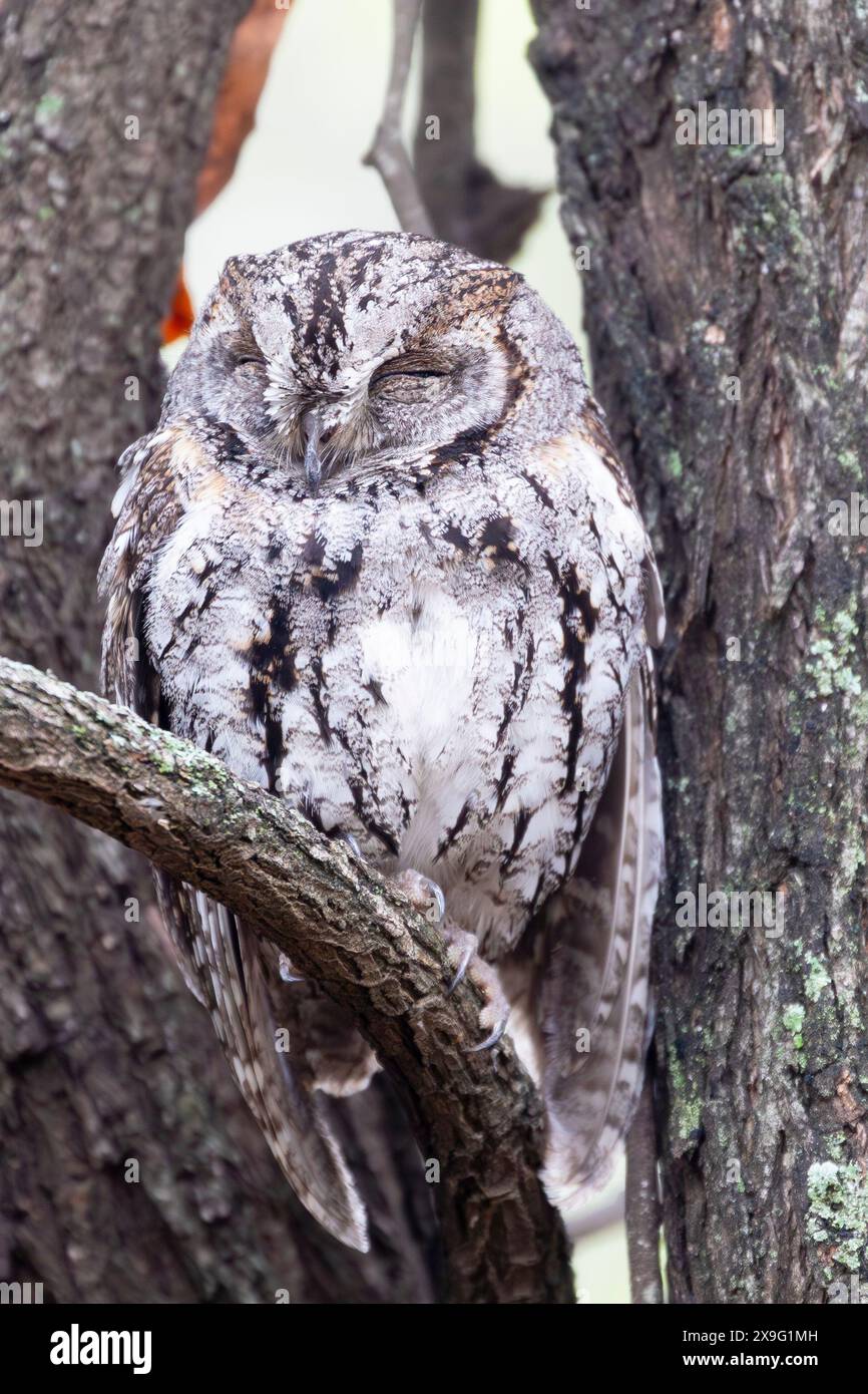 Tarnung der Afrikanischen Scops Owl (Otus senegalensis), die bei Sonnenuntergang in einem Baum thront, Limpopo, Südafrika Stockfoto