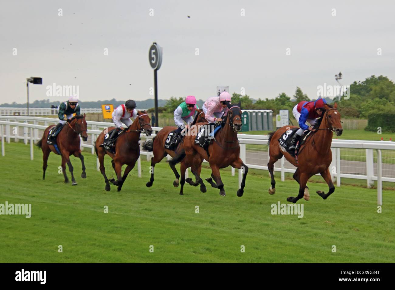 Epsom Downs Surrey, Großbritannien. 31. Mai 2024. Die Läufer und Fahrer kommen im Holland Cooper Coronation Cup um die Tattenham Corner. 1,5 km und 4 Furlongs in Epsom Downs. Rennen gewann der Luxemburger Fahrer von Ryan Moore (ganz rechts in den Farben Lila und Blau) Credit: Julia Gavin/Alamy Live News Stockfoto