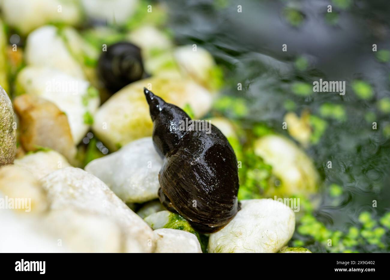 Lymnaea stagnalis im Gartenteich Stockfoto