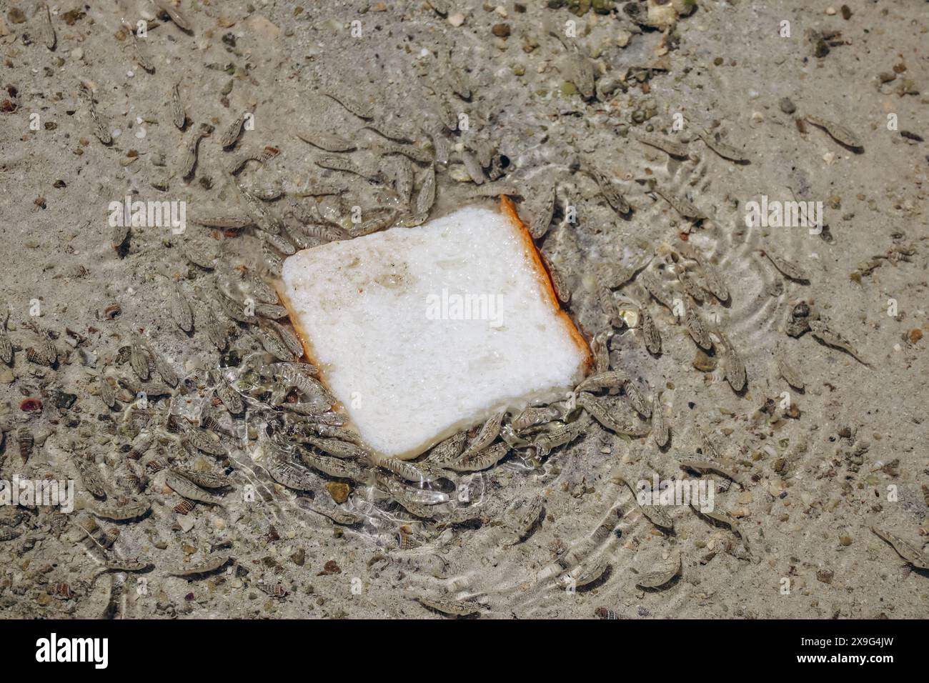 Babyfisch hat ein Stück Brot angegriffen Stockfoto