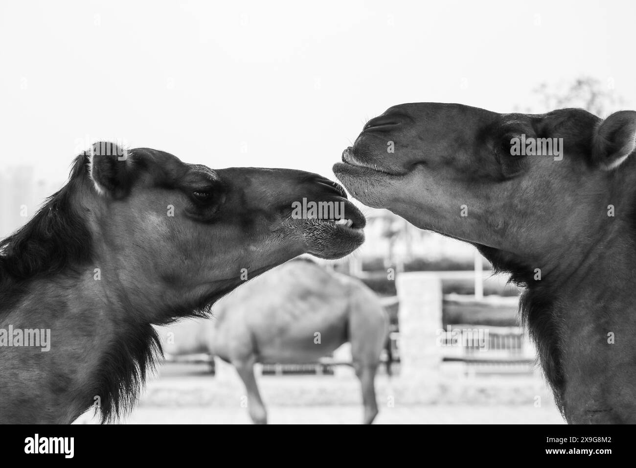 Kamele in Doha in der Gegend von Souq Waqif Stockfoto