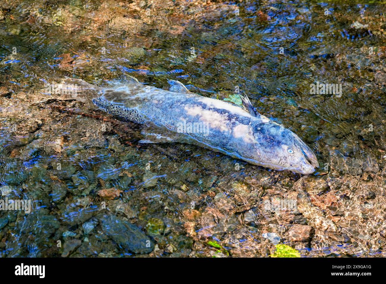 Leiche eines chinook-Lachses, der am Ufer des Ketchikan Creek gestrandet ist. Er starb an Erschöpfung, als er gegen die Strömung schwamm, um dort zu spazieren Stockfoto