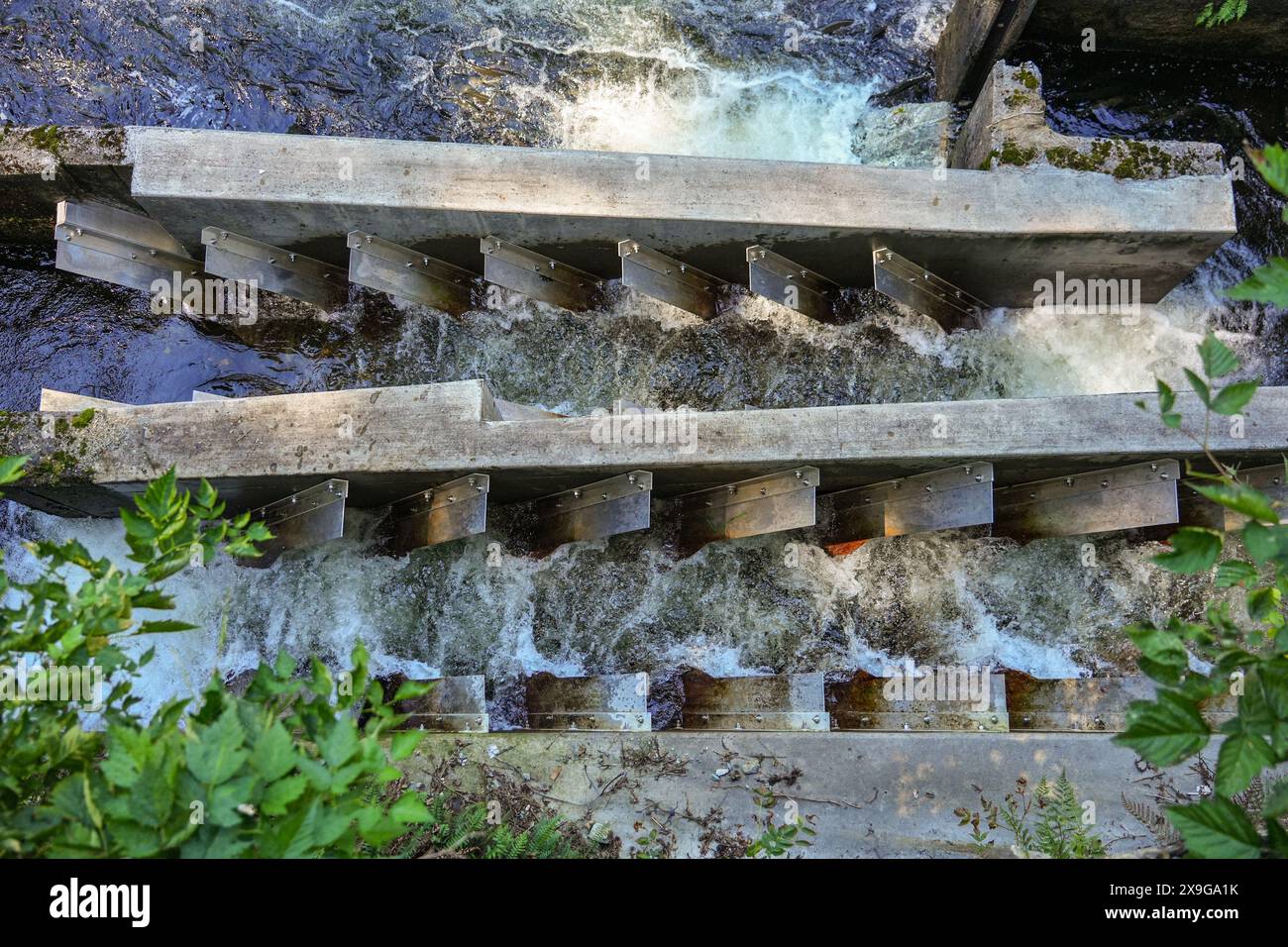Lachsleiter entlang des Ketchikan Creek gebaut, um Lachse beim Schwimmen flussaufwärts der Stromschnellen zu helfen, um Laichen zu gehen Stockfoto