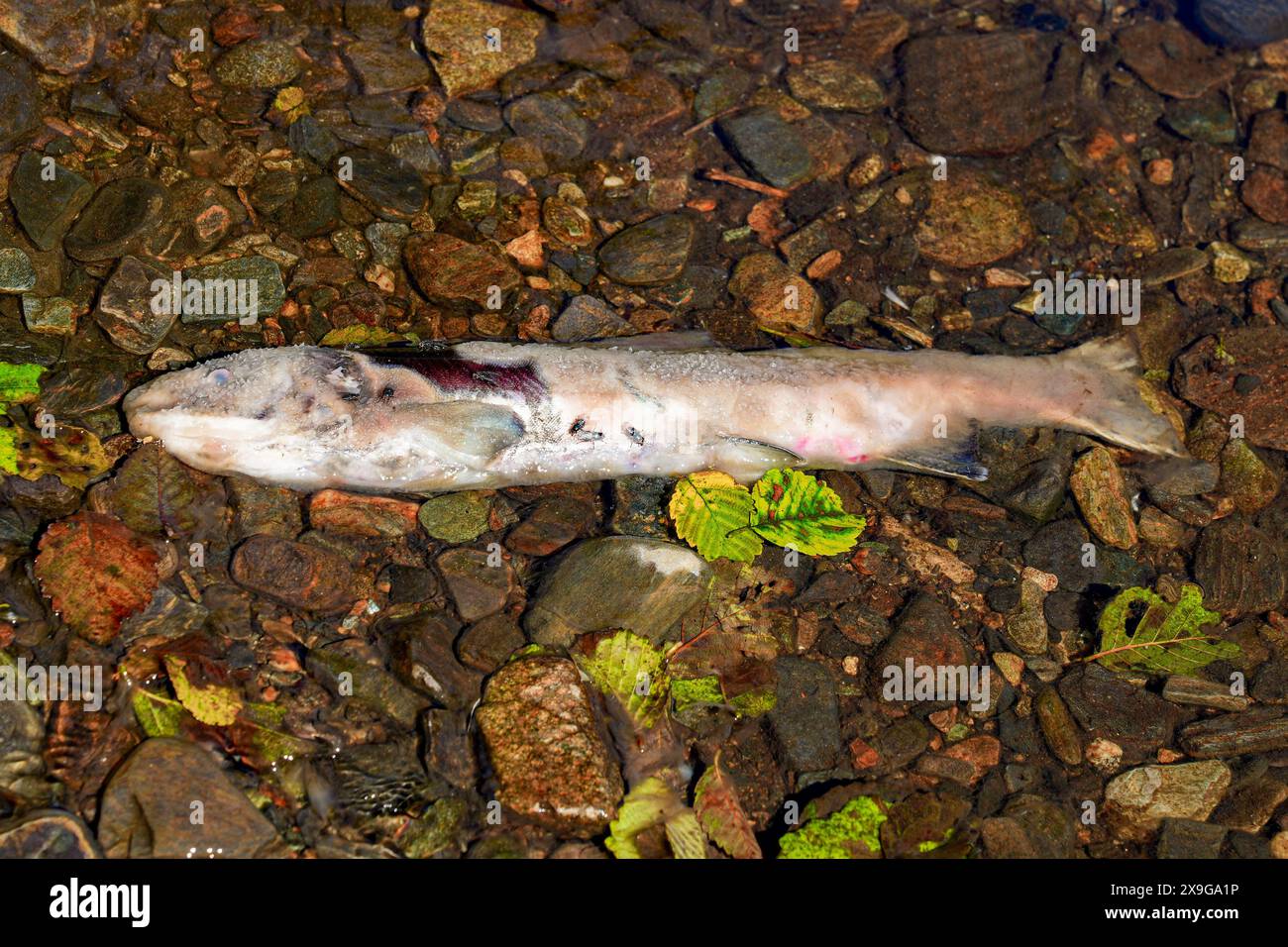 Leiche eines chinook-Lachses, der am Ufer des Ketchikan Creek gestrandet ist. Er starb an Erschöpfung, als er gegen die Strömung schwamm, um dort zu spazieren Stockfoto