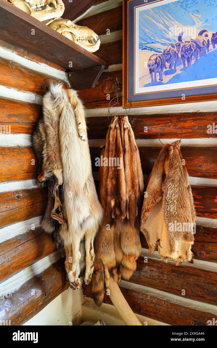 Tierfelle hängen im Blockhaus der Historic Taku Glacier Lodge, einer Holzhütte in den Bergen nördlich der alaskischen Hauptstadt Jun Stockfoto