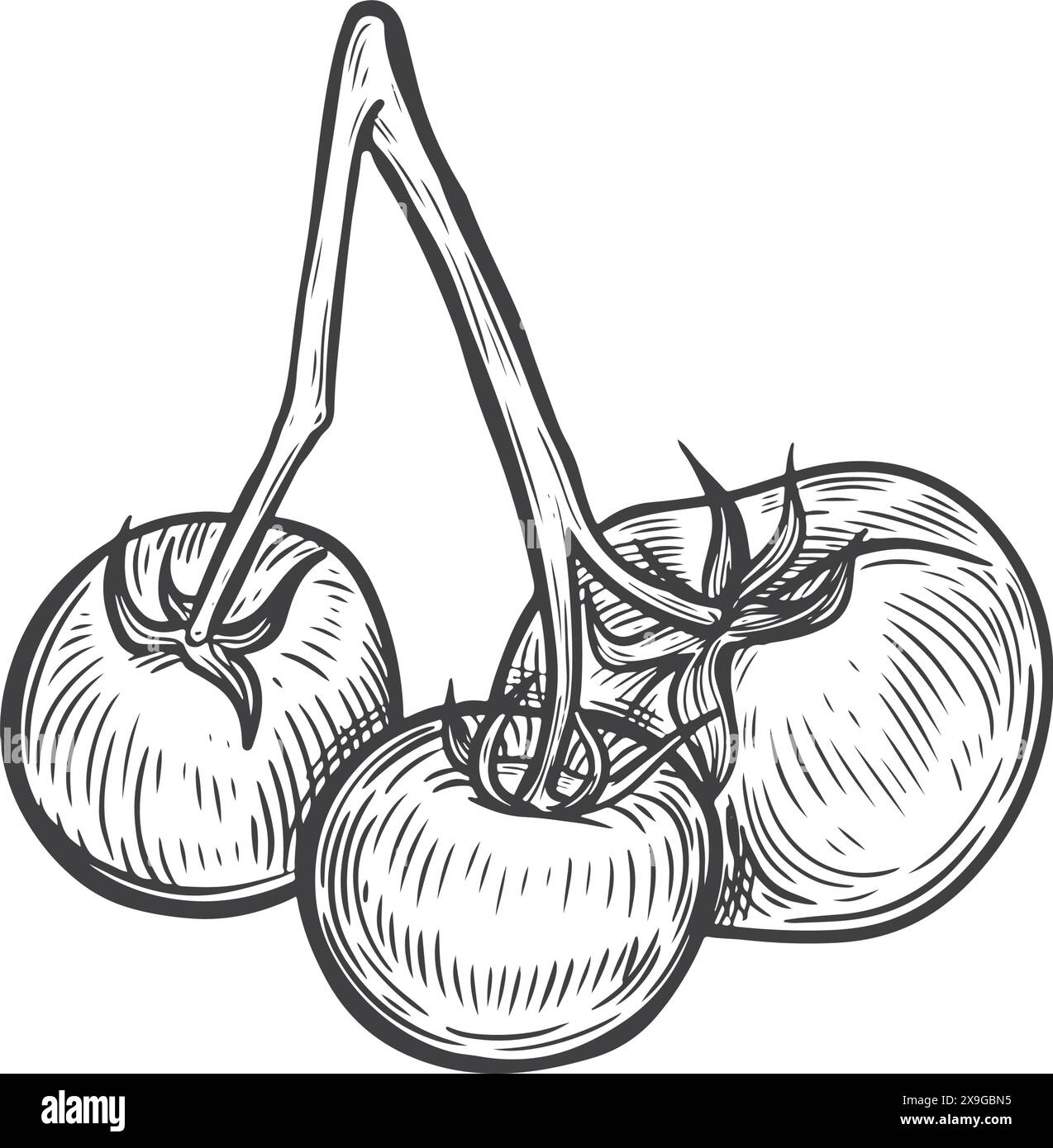 Tomaten Stangenlinie Zeichnung Vektor Illustration. Stock Vektor
