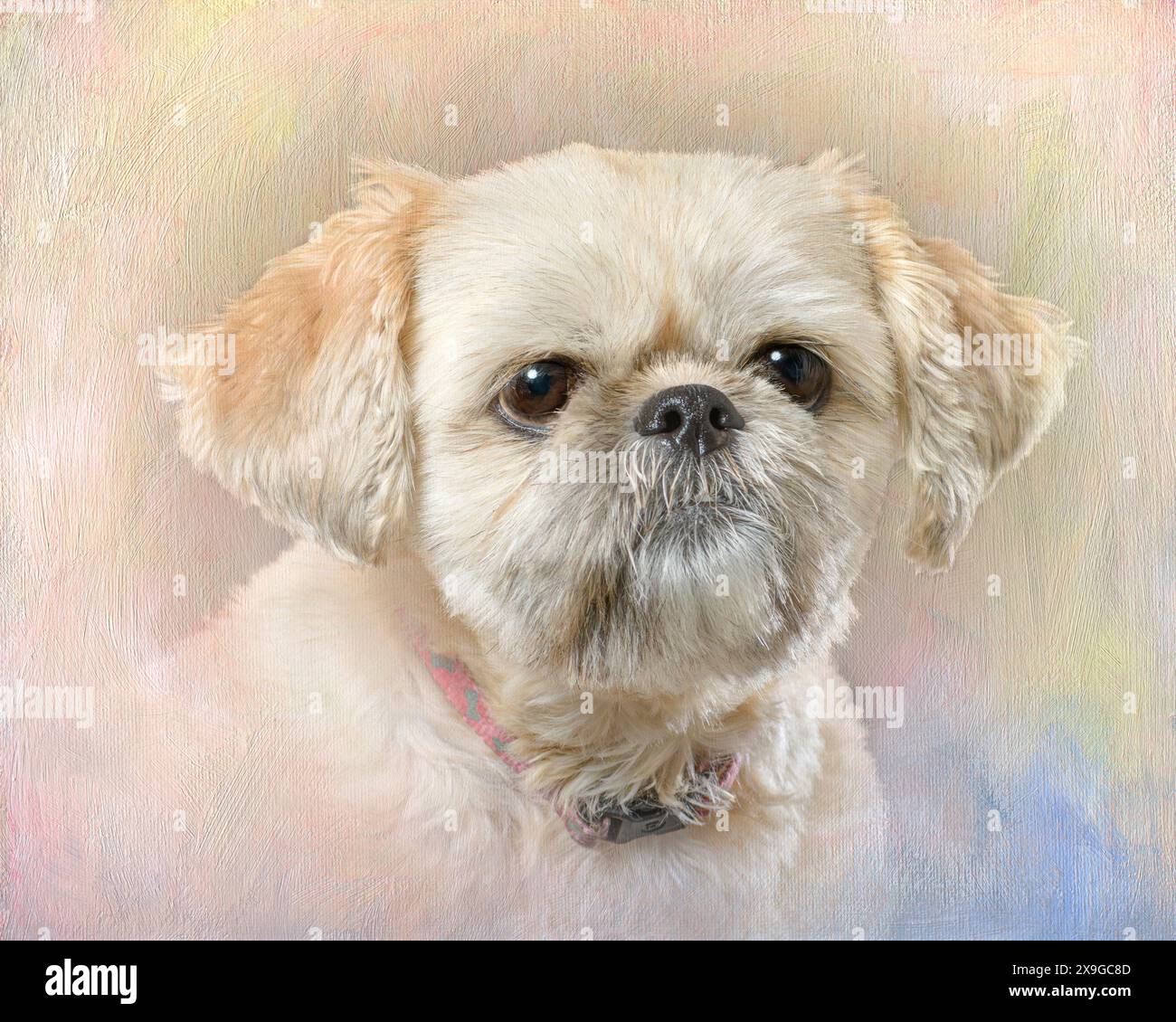 Horizontales Porträt einer goldenen Shih Tzu auf kreativem Hintergrund. Stockfoto