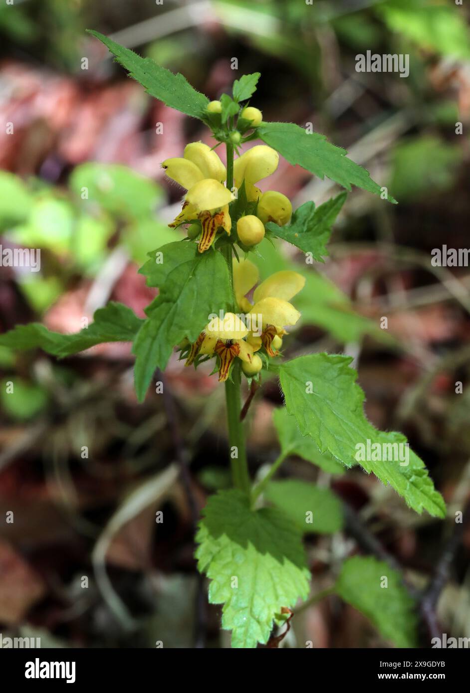 Gelber Erzengel, Lamium galeobdolon, (Galeobdolon luteum), Lamiaceae. Aston Clinton, Buckinghamshire, Großbritannien. Stockfoto