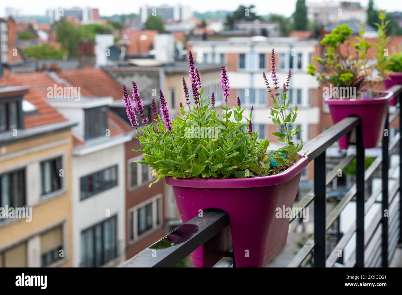Mexikanischer Hyssop oder Agastache rupestris blühende Blume auf einer Terrasse in rosa Töpferwaren, Jette, Brüssel, Belgien Stockfoto