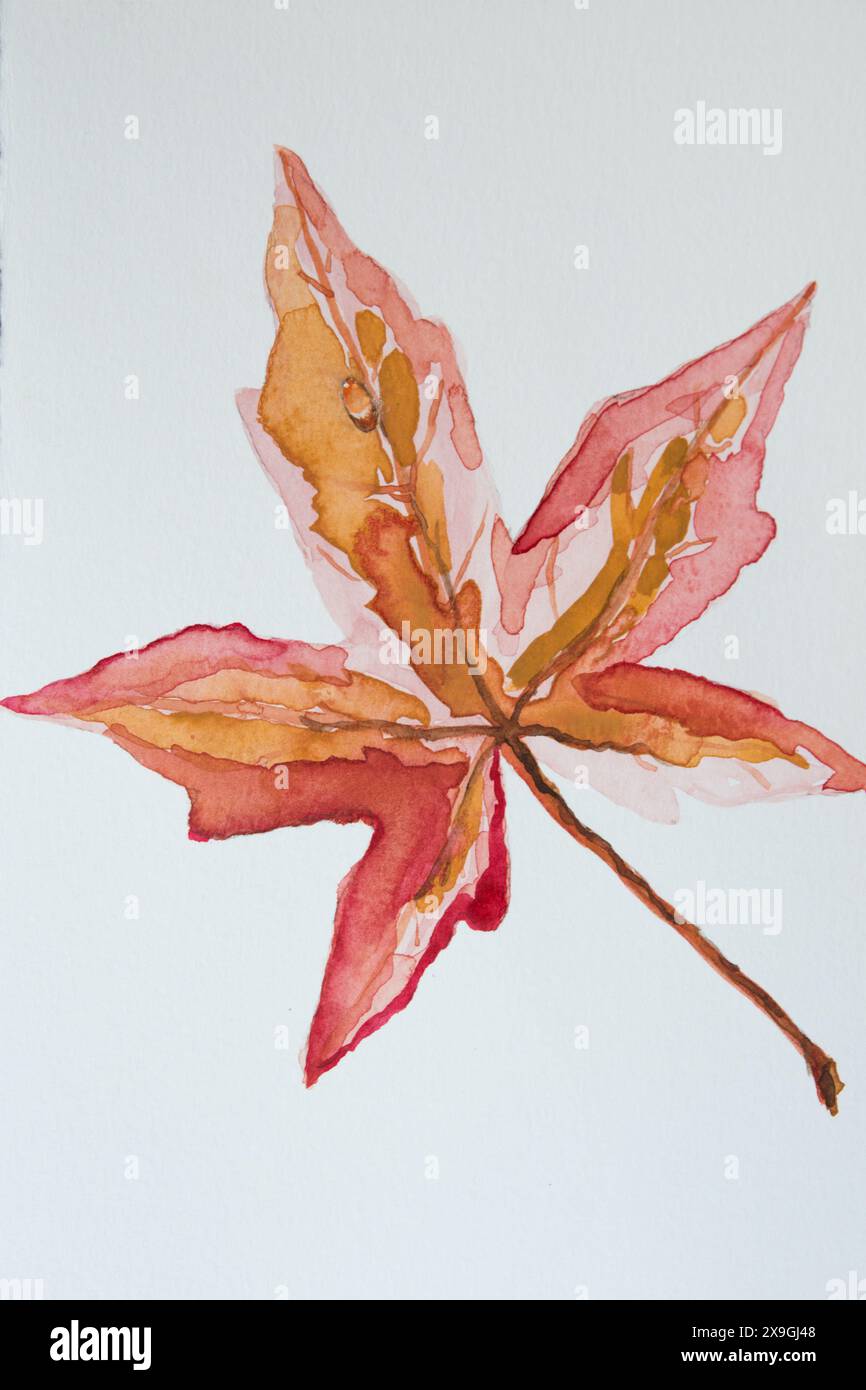 Aquarell. Abbildung: Buntes Ahornblatt. Weißer Hintergrund Stockfoto