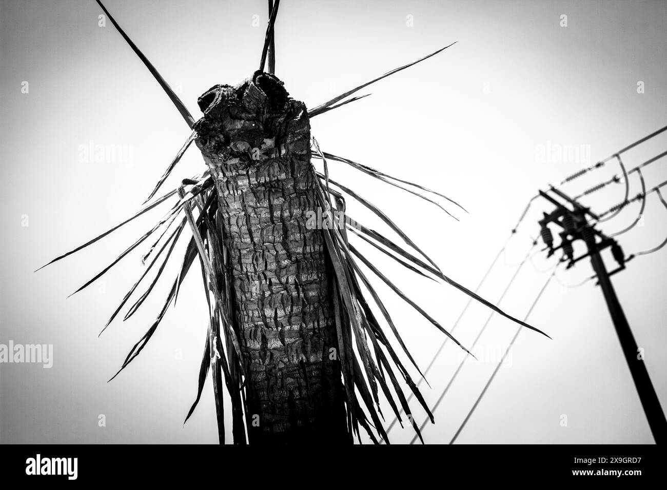 Die tote Palme sieht aus wie ein Monster Stockfoto