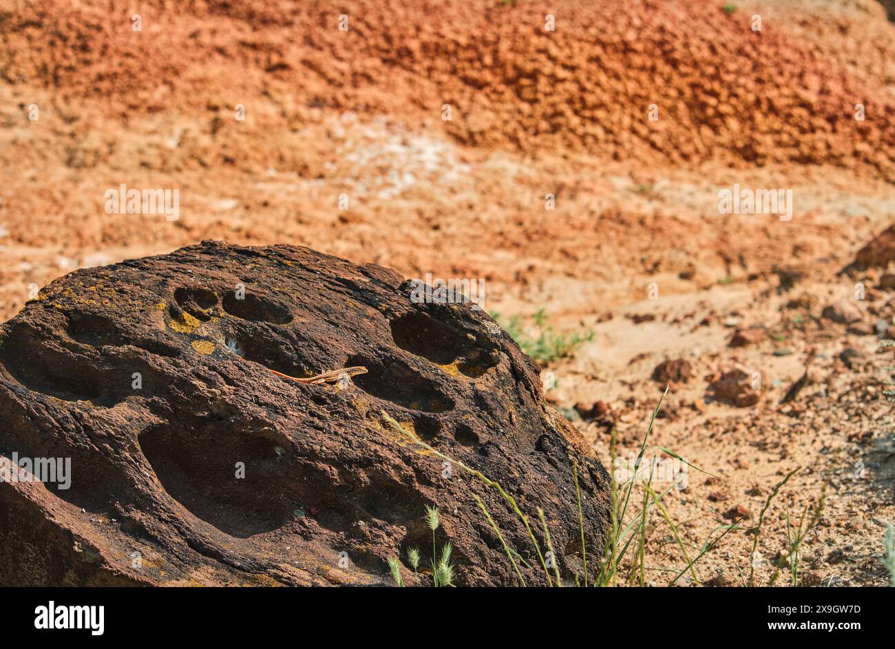 Eidechse auf einem Stein, wilde Tiere aus dem Tal der roten Berge, toller Ort zum Hacken, Postkarte mit Platz für Konzept Stockfoto