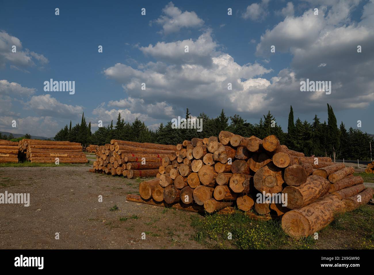 Gestapelte Bäume im Waldladen Stockfoto