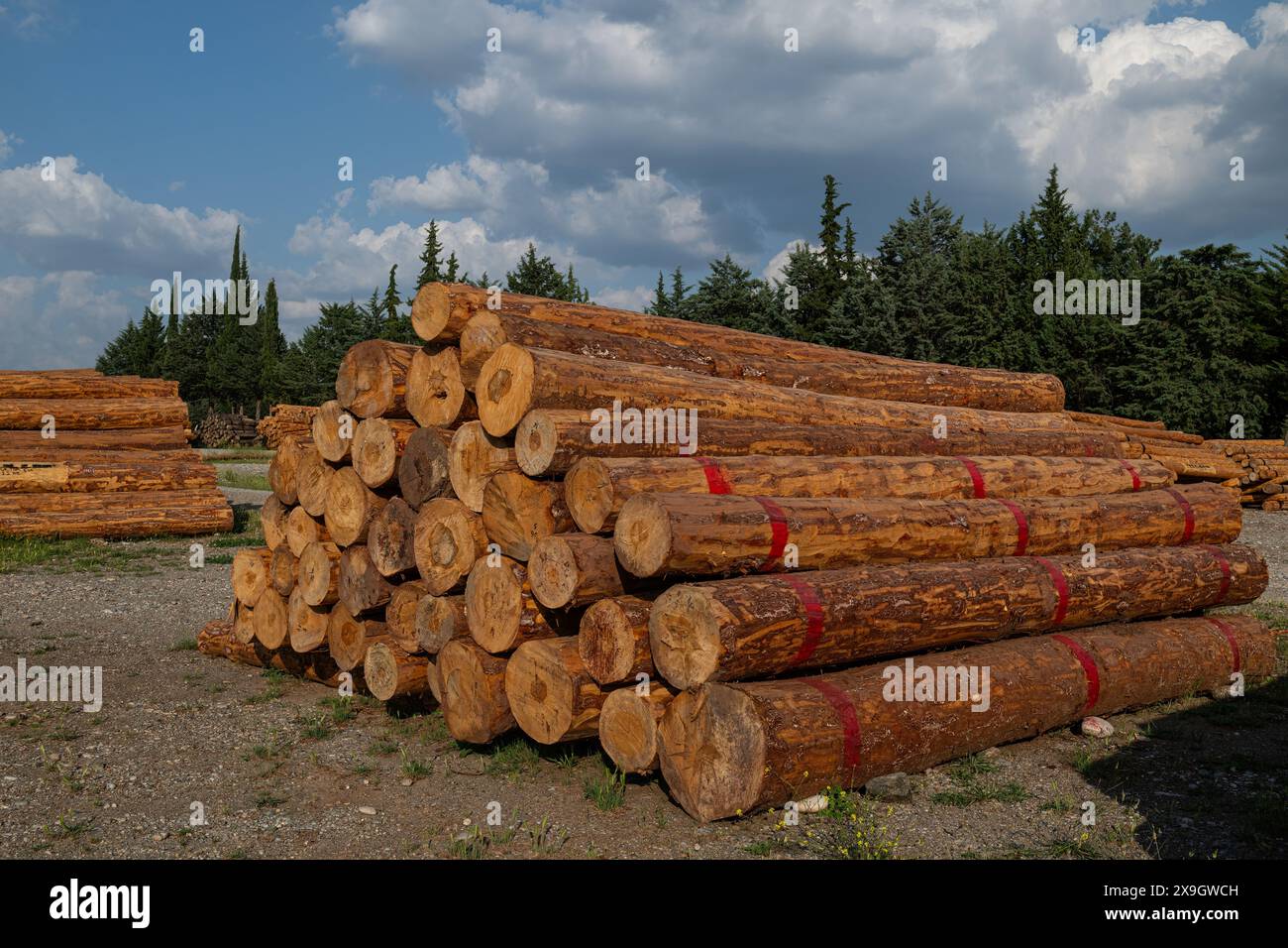 Gestapelte Bäume im Waldladen Stockfoto