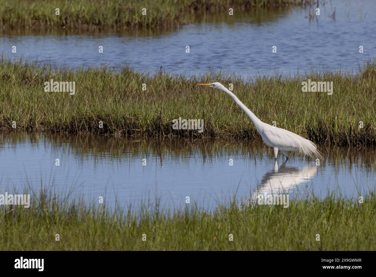 Reiher (Ardea alba), der seinen Hals in den Gezeiten spannt, Assateague Island National Seashore, Maryland Stockfoto