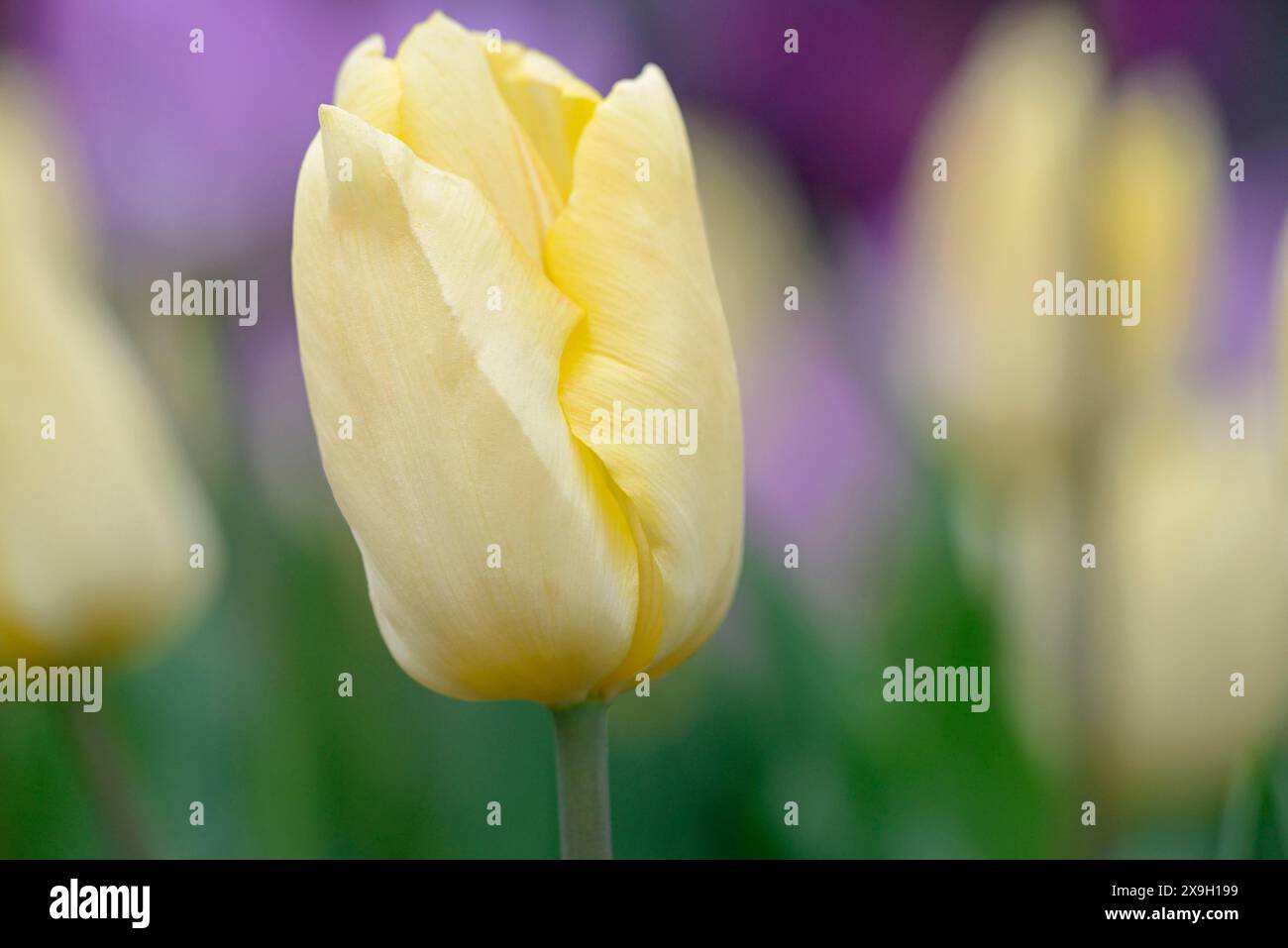 Gelbe Tulpe (Tulipa), Nahaufnahme, verschwommene Tulpen im Hintergrund, Nordrhein-Westfalen, Deutschland Stockfoto