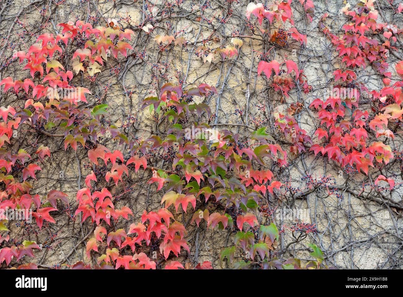 Wilde Rebe, Maidenrebe (Parthenocissus quinquefolia) mit Früchten und Herbstblättern, die an einer Hausmauer haften, Mosel, Rheinland-Pfalz, Deutschland Stockfoto