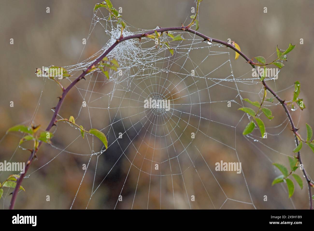 Spinnennetz mit Tautropfen an einer gebogenen Rosenpflanze (Rosaceae), Mosel, Rheinland-Pfalz, Deutschland Stockfoto