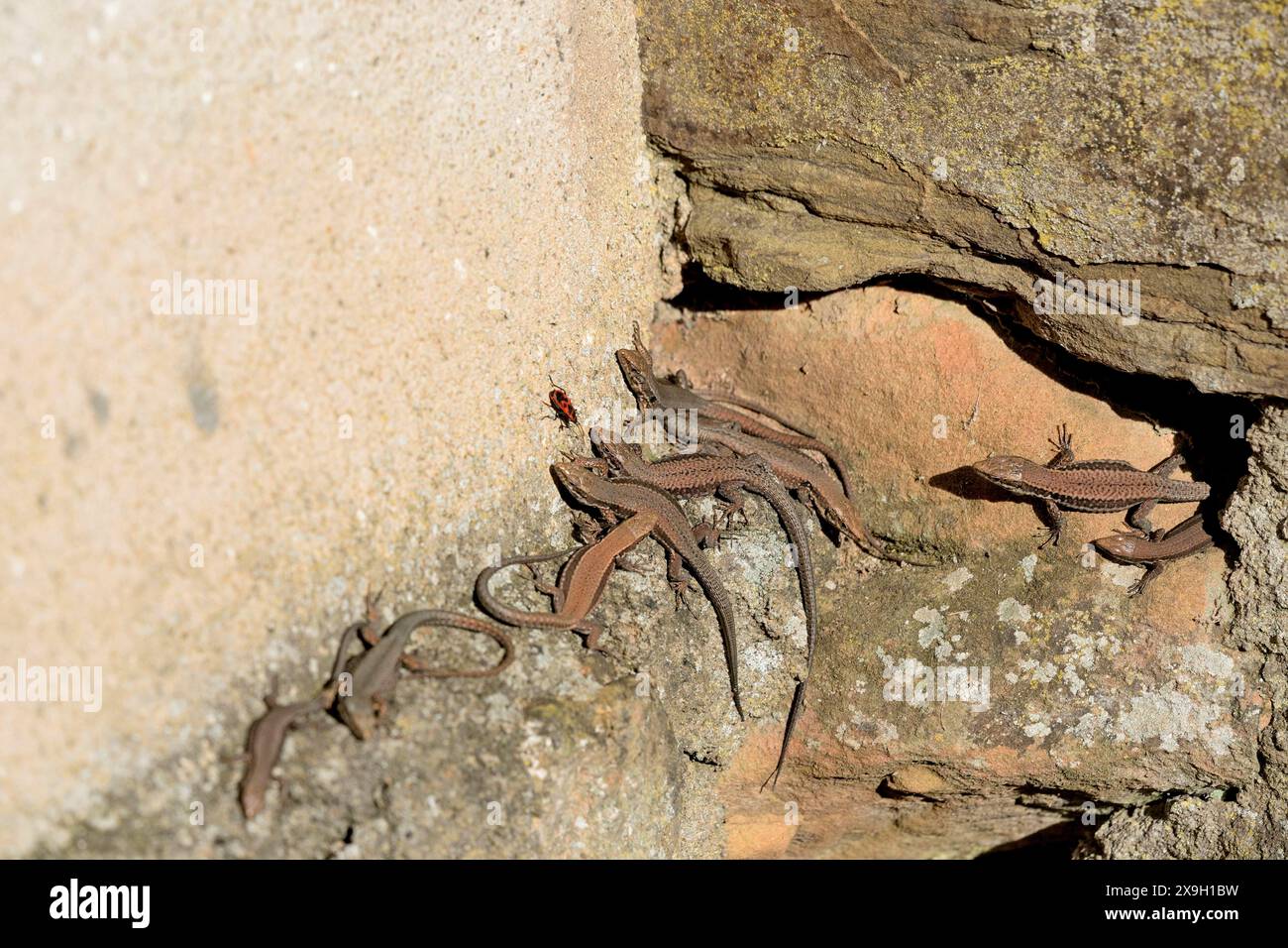 Vivipara-Eidechsen (Zootoca vivipara) bei der Beobachtung einer Feuerkrankheit (Pyrrhocoridae), Mosel, Rheinland-Pfalz, Deutschland Stockfoto