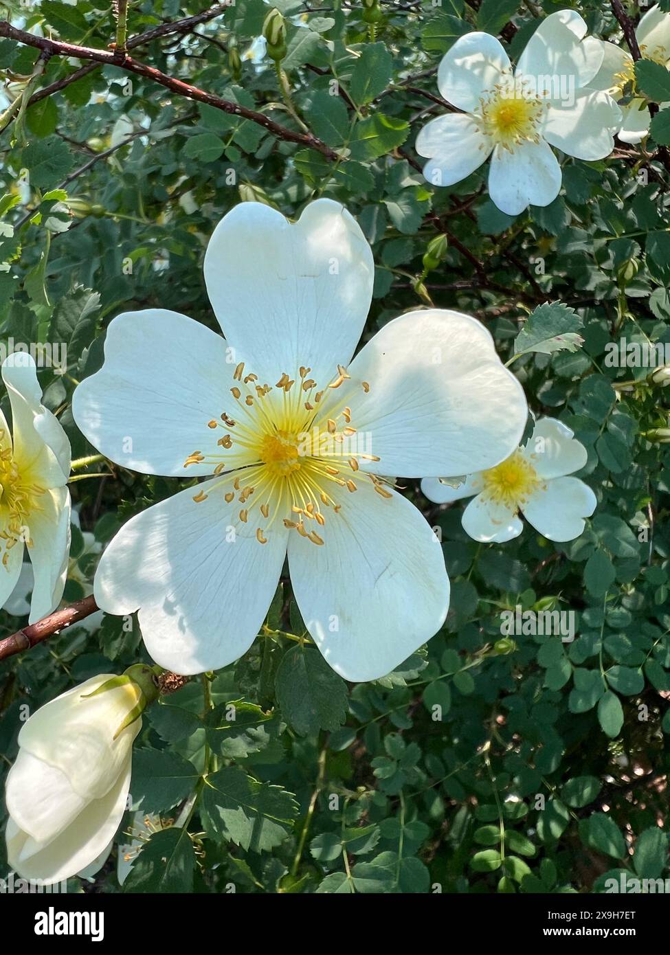 Alte Gartenrosen blühen im Frühjahr in Brooklyn, New York. Stockfoto