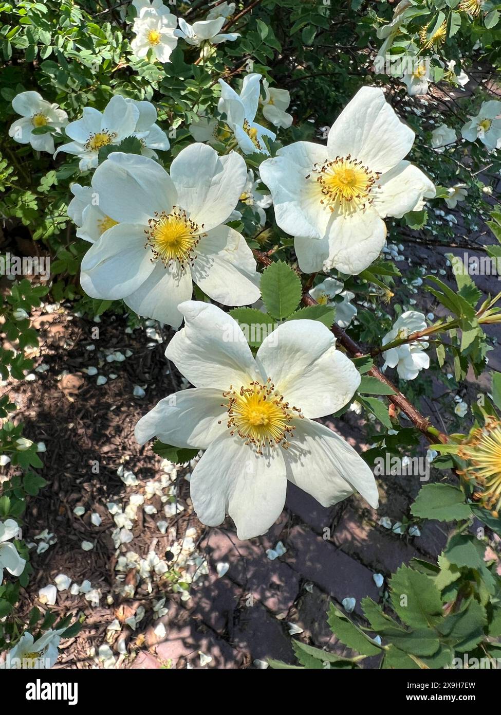 Alte Gartenrosen blühen im Frühjahr in Brooklyn, New York. Stockfoto