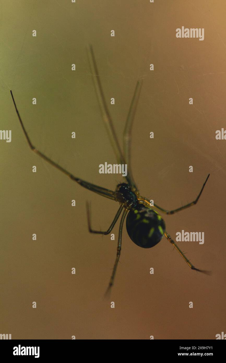 Nahaufnahme eines detaillierten Fotos einer Dome Spider, die in einem dunklen Wald von Ontario ein Blattnetz konstruiert. Stockfoto