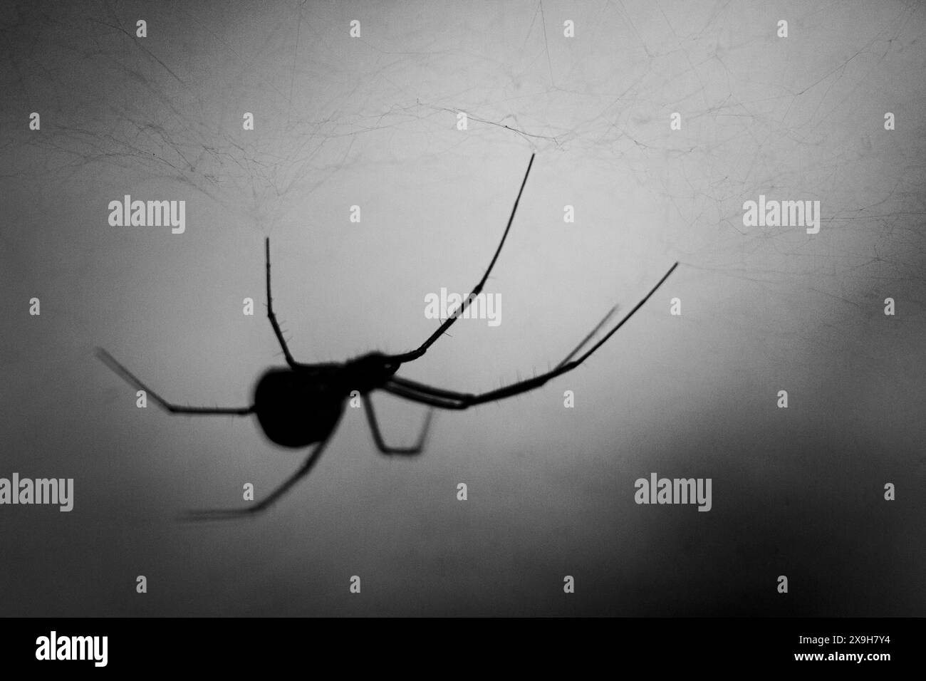 Nahaufnahme eines Silhouettenfotos einer Dome Spider, die in einem dunklen Wald von Ontario ein Blattnetz konstruiert. Stockfoto