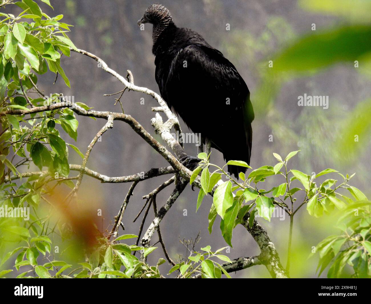 Schwarzer Geier auf einem Zweig in der Nähe des Iguazu-Nationalparks. Stockfoto