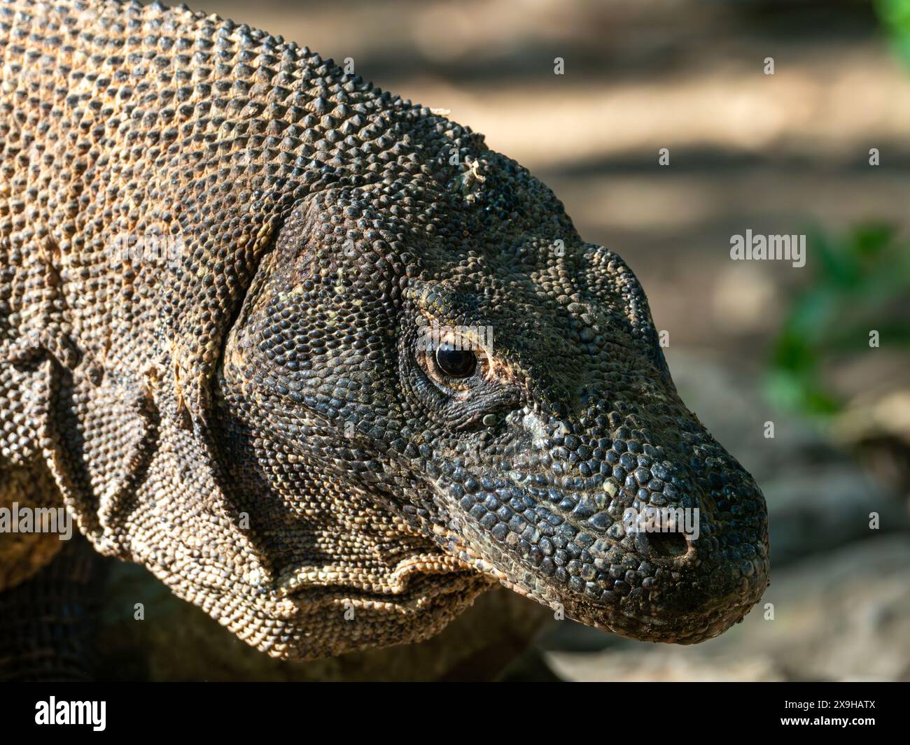 Komodo-Drache, Varanus komodoensis, die größte Echse des Planeten auf der Insel Komodo, Indonesien Stockfoto