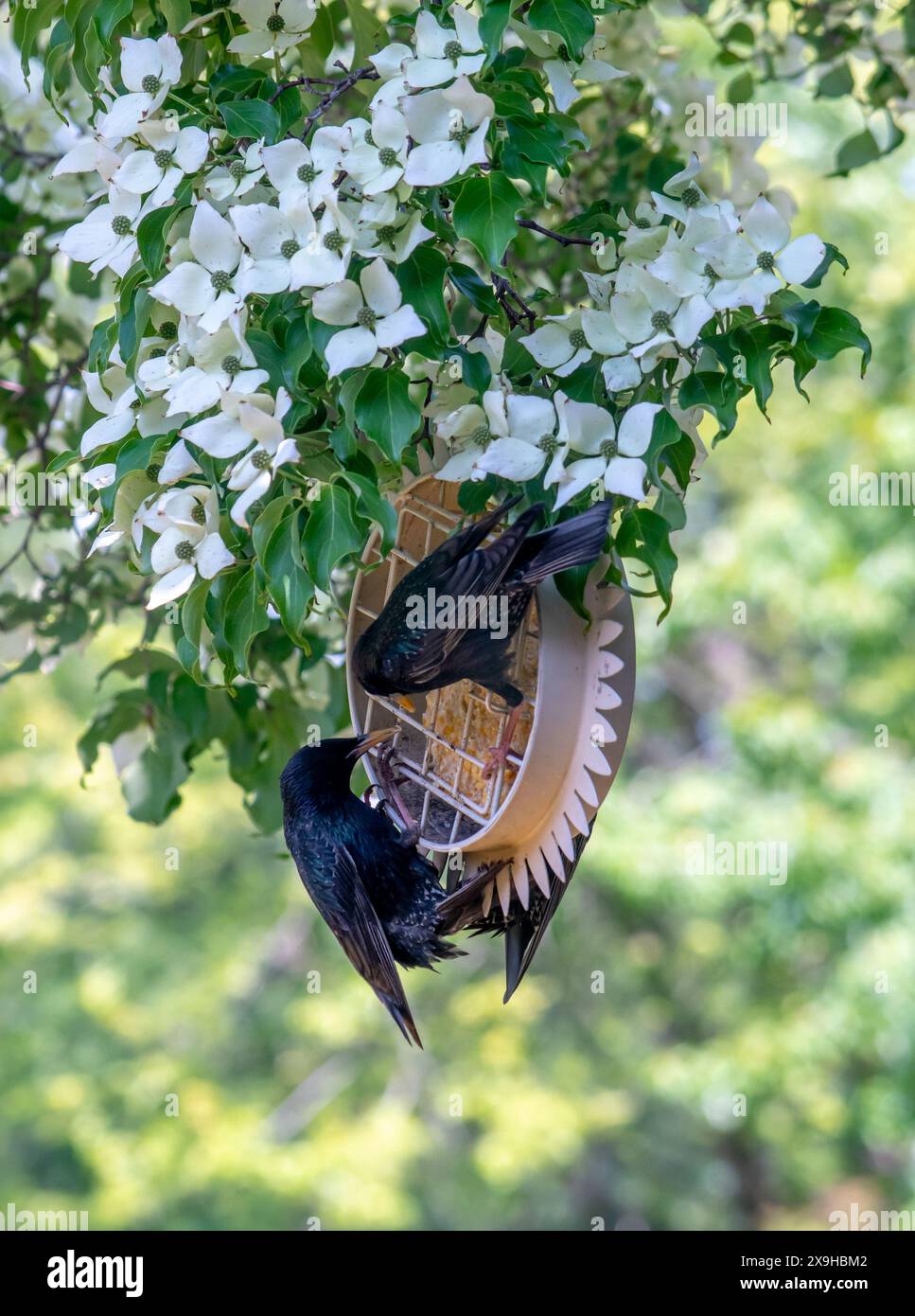 Ein hungriges Paar gewöhnlicher Grackle-Vögel genießen ein Festmahl in einem Hinterhof-Hartholzbaum Stockfoto